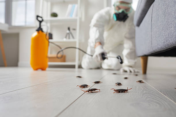 Post-Treatment Bed Bug Interceptor Monitoring in Opelika